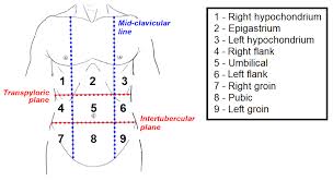 Abdominal quadrants as mentioned above, there are many different causes of abdominal pain which can make it challenging to determine the underlying process. The Anterolateral Abdominal Wall Muscles Teachmeanatomy