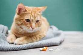 4 effects on the cat. Can You Give A Dog Or Cat Ibuprofen