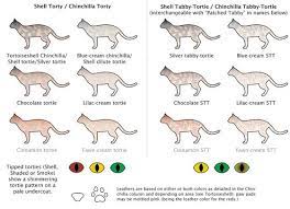 Pin On Cats Costumes