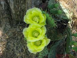 Well, the secret to getting your christmas cactus to bloom is providing it with the right temperatures and amount of light. Prickly Pear Cactus Opuntia Humifusa Ozarkedgewildflowers Com