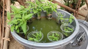 Selama 2 minggu lakukan pengamatan. Tips Menanam Kangkung Dan Ikan Lele Dalam Ember Cocok Di Lahan Terbatas