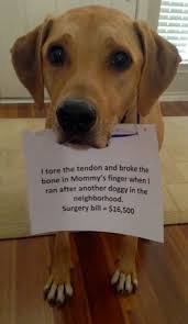 I Tore The Tendon And Broke The Bone In Mommy S Finger When I Ran After Another Doggy In The Neighborhood Surgery Bill Dog Shaming Animal Shaming Dog Quotes