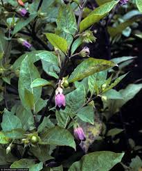 They require level 63 farming to plant the seed, and players gain 91 experience for planting it and 512 experience for successfully harvesting it. Solanaceae Belladonna