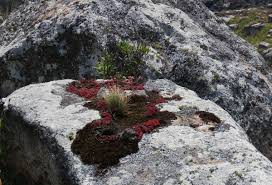 Image result for Crassula globularioides