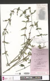 Image result for Justicia claessensii