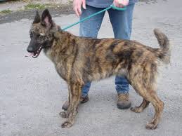 Phebe 12 18mnth Old Greyhound X Gsd Girl Greyhound Gap Cool Photo Effects Draw On Photos Editing Pictures