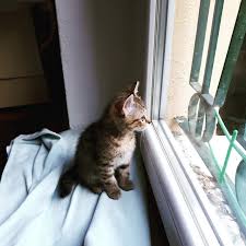 Cat Tv Mylove Catstagram Kittensofinstagram Catlovers Cutepets Animals Catlife Babycat Kitten Manker Cats Animals Blogspot