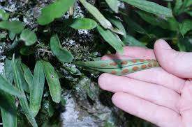 Image result for Pleopeltis macrocarpa