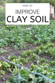 The most critical factor for the growth of the plants in soil is the texture which means the size of the mineral particles present in it. How To Improve Clay Soil Garden Soil Clay Soil Survival Gardening