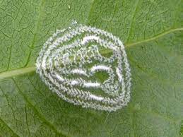 the rugerose spiraling whitefly pest landscaping florida insect white flies landscape maintenance birds of paradise plant