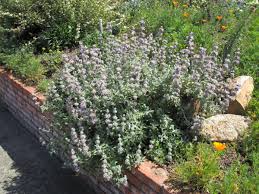 Image result for Salvia stenophylla