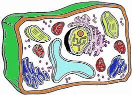 In higher plant cells, that polysaccharide is usually cellulose. Plant Cell Coloring Answer Key Animal Cells Worksheet Plant And Animal Cells Plant Cell
