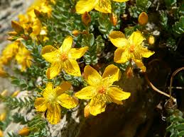 Image result for Hypericum scioanum