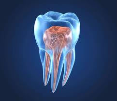 We did not find results for: Endodontics Family Dentist