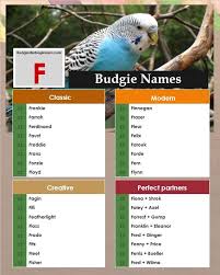 Fabulous F In Bird Names Parakeet Names Budgie Names Parakeet Cage