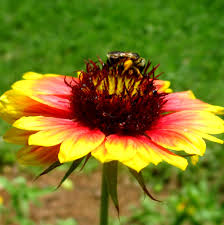 Florida Native Plant Society Fnps
