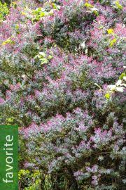 Maybe you would like to learn more about one of these? Acacia Baileyana Cootamundra Wattle Buy Seeds At Rarepalmseeds Com