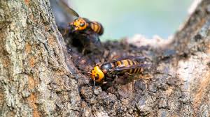 Asian giant hornet, vespa mandarinia. Murder Hornet Vs Cicada Killer Wasp What Is The Difference Kvue Com