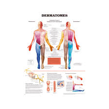 Dermatomes Educational Charts Posters For Students