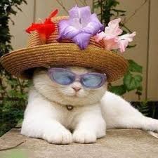 Jifanshi sunglasses for cats, 3 pcs cat gold chain + cat sunglasses + cat hat, fashion cool pet sunglasses adjustable pet gold chain set for cats and small dogs 5.0 out of 5 stars 2 $18.99 $ 18. Cats Wearing Glasses Home Facebook