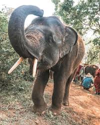 Shout Out To Sundays Being Awesome A Bit Like This Elephant Show The Love If You Too Like Elephants And Sundays Elephant Instagram Shout Out