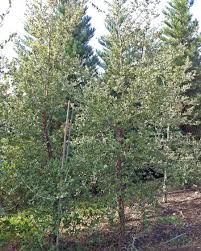 Image result for Quercus suber