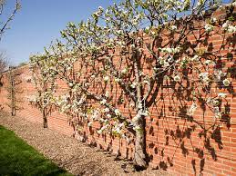 Unlike an open canopy tree, penhallegon said, an espalier must be pruned several times during the growing season in order to keep in control. Espalier An Apple Tree Chicago Botanic Garden