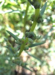 Image result for Seidelia