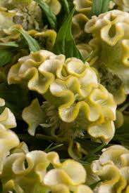 Celosia Twisted Yellow Lime Yellow Lime Flowers Yellow