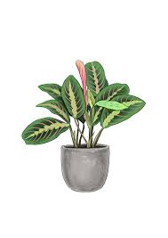 Image result for maranta