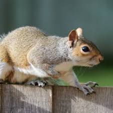 Wild animals can sometimes invade yards and homes, infesting structures and an excellent animal and pest deterrent that is made with natural ingredients and controls almost all prevention is a key step in nuisance animal control. Houston Wildlife Rescue Service Wilderness Animal Control