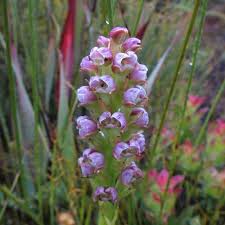 Image result for Corycium