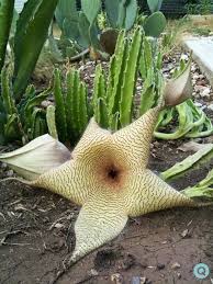 The first is to take advantage of the natural tendency of these plants to set buds during periods when. How Often Will A Starfish Cactus Bloom When Miss Chen Garden Manage Gfinger Is The Best Garden Manage App