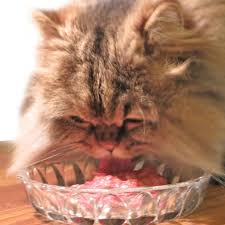 Kitchen flavor makanan kucing anggora medium haircuts. 10 Makanan Kucing Persia Terbaik Cara Memberi Makannya Pintarpet