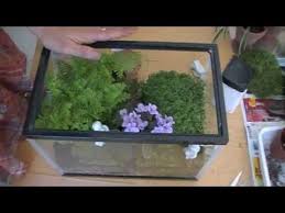 Sustrato para cactus y suculentas. Como Hacer Un Terrario How To Make A Terrarium Ecodaisy Youtube