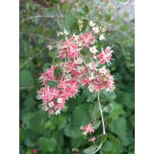 Air mata pengantin kisah sedih dengan sejarah pakndak pencetus guna herba. Pokok Inai Bunga Merah