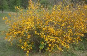 Image result for Kerria