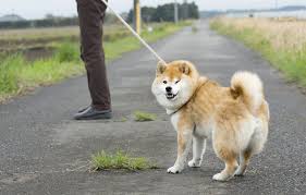 犬 散歩 に 行き たがら ない