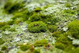 Just like java moss, it makes a fantastic addition to bare bottom breeding tanks and a great hiding place and first food source for fry. How To Grow Moss