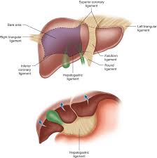 May 06, 2021 · find the liver. Surgical Anatomy Of The Liver Abdominal Key