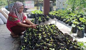Kita bisa tanam sayur dengan mudah di rumah. Terpaksa Tanam Sayur Demi Bantu Suami Sakit