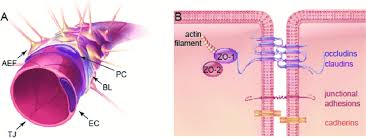 Blood vessels are critical to deliver oxygen and nutrients to all of the tissues and organs throughout the body. The Anatomy Of The Blood Brain Barrier Bbb A The Bbb Is Comprised Download Scientific Diagram