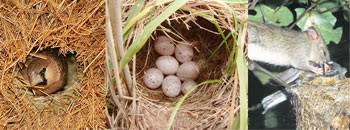 Weaver nesting birds feed on seeds, and some weavers have become nuisances in rice fields or other cereal growing areas. Weaver Birds