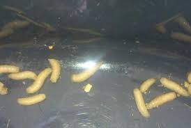 Only sometimes are there occasional twitches from under the carpet. Sind Das Maden Von Motten Oder Fliegen Insekten Schadlinge