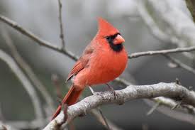 I found a baby cardinal; How To Identify A Baby Bird As A Cardinal