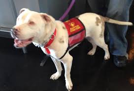 We love him & can't thank you enough for helping our little guy find us. Puppy Love Rescue Of Charlotte Inc Home Facebook