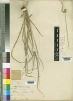 Image result for Kyllinga alba