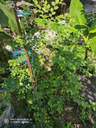 Pokok apple bidara malaysia online plant nursery. Pokok Bidara Arab Sidir Sidr Original Berduri Perubatan Islam Everything Else Others On Carousell