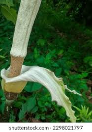 Image result for Gonatopus