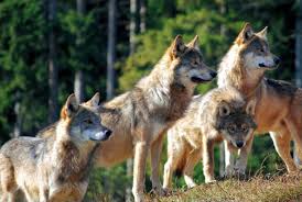 These social animals cooperate on their. The Wolf And The Wolf Pack A Perfect Mechanism Of Social Organisation Almo Nature